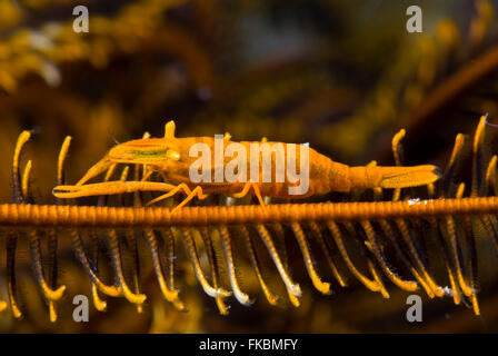 Crinoide gamberetti, Periclimenes amboinensis. Questo gamberetto appartiene a un gruppo di molte specie, tutti i commensali di crinoidi Foto Stock