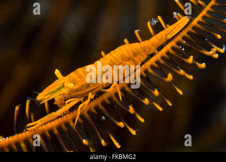 Crinoide gamberetti, Periclimenes amboinensis. Questo gamberetto appartiene a un gruppo di molte specie, tutti i commensali di crinoidi Foto Stock