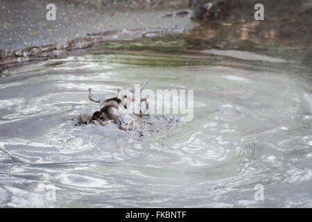 Dettaglio a caldo di fango bollente a piscine termali di Rotorua, Nuova Zelanda Foto Stock