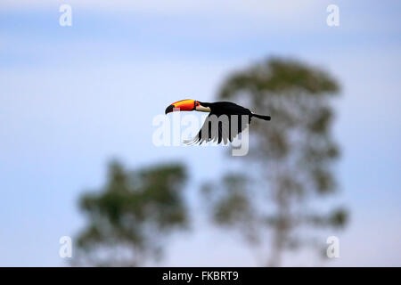 Trasduttore Toco Toucan, Pantanal, Mato Grosso, Brasile, Sud America / (Ramphastos toco) Foto Stock