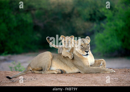 Lion, femmina adulta con giovani restin, comportamento sociale, Tswalu Game Reserve, il Kalahari, Northern Cape, Sud Africa Africa / (Panthera leo) Foto Stock