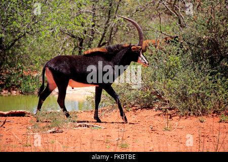 Sable Antelope, maschio adulto, Tswalu Game Reserve, il Kalahari, Northern Cape, Sud Africa Africa / (Hippotragus niger) Foto Stock