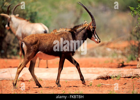 Sable Antelope, maschio adulto, Tswalu Game Reserve, il Kalahari, Northern Cape, Sud Africa Africa / (Hippotragus niger) Foto Stock