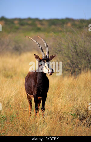 Sable Antelope, maschio adulto, Tswalu Game Reserve, il Kalahari, Northern Cape, Sud Africa Africa / (Hippotragus niger) Foto Stock