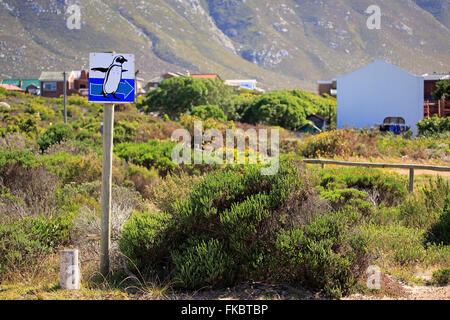 Cartello per i pinguini, cartello stradale in direzione di pinguini, Betty's Bay, Western Cape, Sud Africa e Africa Foto Stock