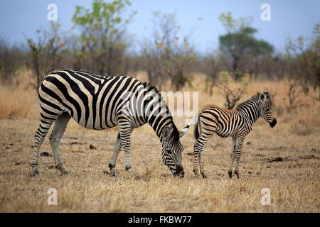 Le pianure Zebra Burchell, femmina adulta con giovani alimentazione, Kruger Nationalpark, Sud Africa Africa / (Equus quagga burchelli) Foto Stock