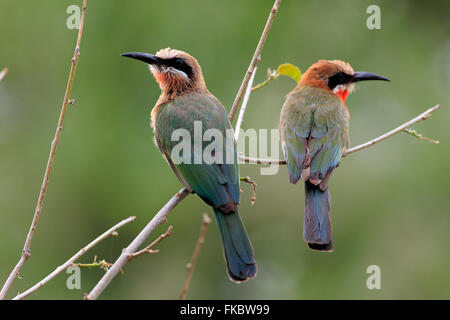 Con facciata bianca Bee eater, adulto giovane sul ramo, Kruger Nationalpark, Sud Africa Africa / (Merops bullockoides) Foto Stock