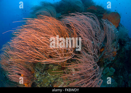 Mar Rosso fruste nel reef, Ellisella sp. Foto Stock