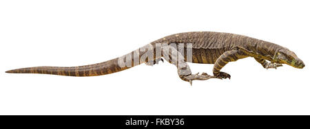 Drago di Komodo isolato Foto Stock