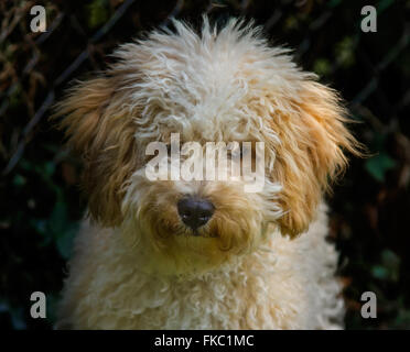 Ritratto di un cucciolo Cavapoo Foto Stock