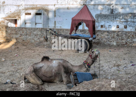 Cammello con carrello in Pushkar, Ajmer, Rajasthan, India, Asia Foto Stock