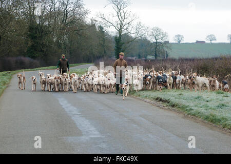 Ashwell, Rutland, UK. 8 marzo 2016. Il Cottesmore personale suoneria tenendo la suoneria Cottesmore hound su un inizio corsa mattutina per dare loro qualche esercizio Credito: Jim Harrison/Alamy Live News Foto Stock