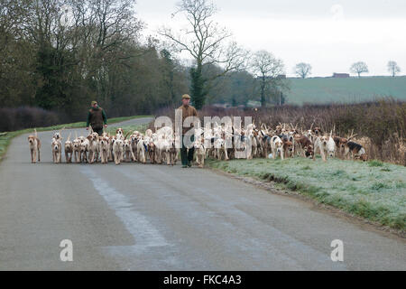 Ashwell, Rutland, UK. 8 marzo 2016. Il Cottesmore personale suoneria tenendo la suoneria Cottesmore hound su un inizio corsa mattutina per dare loro qualche esercizio Credito: Jim Harrison/Alamy Live News Foto Stock