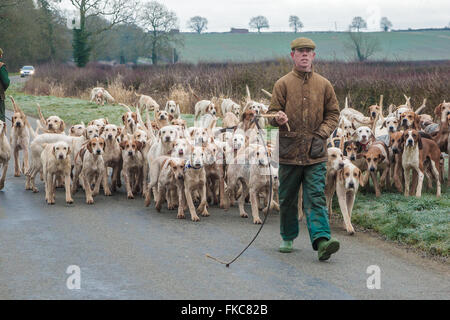 Ashwell, Rutland, UK. 8 marzo 2016. Il Cottesmore personale suoneria tenendo la suoneria Cottesmore hound su un inizio corsa mattutina per dare loro qualche esercizio Credito: Jim Harrison/Alamy Live News Foto Stock