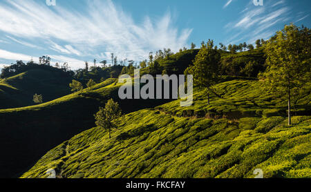 Le piantagioni di tè vicino stazione superiore, Kerala, India Foto Stock