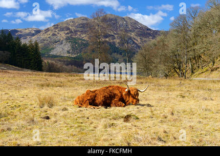 Highland mucca che stabilisce, Achray Forest Drive, Trossachs, Scotland, Regno Unito Foto Stock