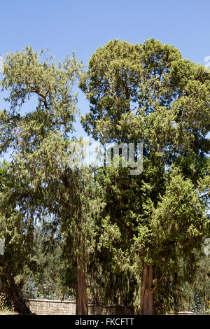 Albero di eucalipto in Etiopia ad Addis Abeba Foto Stock