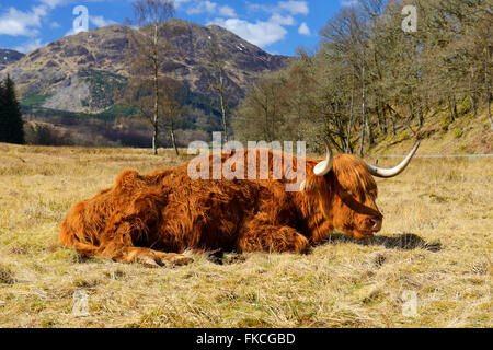 Highland mucca che stabilisce, Achray Forest Drive, Trossachs, Scotland, Regno Unito Foto Stock