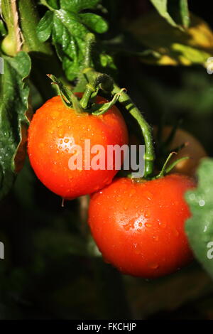 Sun maturano i pomodori sulla vite Foto Stock