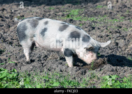 Grandi spotted pig all'aperto nella sporcizia sulla giornata di sole Foto Stock