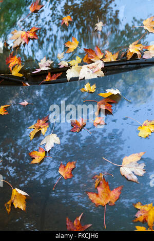 Colorato di giallo e rosso autunno Maple Leafs su auto blu Foto Stock