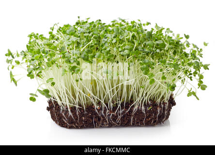 Broccoli freschi germoglio isolati su sfondo bianco Foto Stock