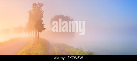 Un foggy sunrise nel tipico paesaggio di Polder di Beemster nei Paesi Bassi. Foto Stock