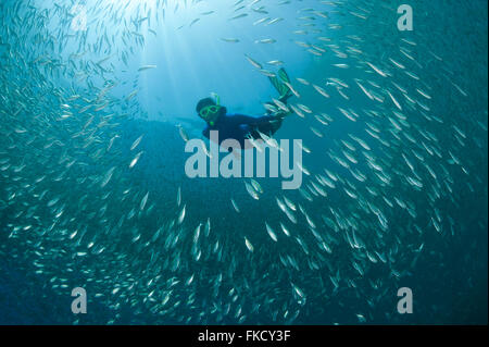 Piscina Snorkeler attraverso una scuola di oxeye centinaia (Selar boops) nell'house reef di Miniloc Island Resort. Foto Stock