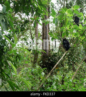 Nero scimmia urlatrice (Alouatta caraya) seduto sugli alberi in una foresta tropicale, Costa Rica Foto Stock
