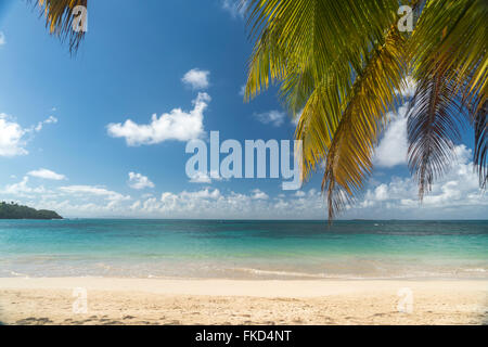 Spiaggia orlata di palme in Las Terrenas, penisola di Samana Repubblica Dominicana, Caraibi, America, Foto Stock