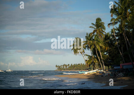 Spiaggia orlata di palme in Las Terrenas, penisola di Samana Repubblica Dominicana, Caraibi, America, Foto Stock