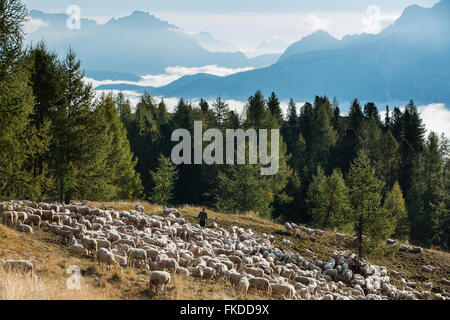 Un pastore di pascere il suo gregge sulle piste delle Cinque Torri, montagne dolomitiche, Provincia di Belluno, Veneto, Italia Foto Stock