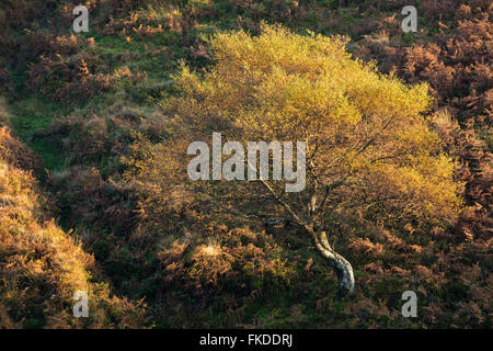 I colori autunnali nr Stoke Pero, Parco Nazionale di Exmoor, Somerset, Inghilterra, Regno Unito Foto Stock