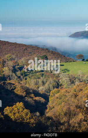 Colori autunnali in Aller Combe, Dunkery Beacon, Parco Nazionale di Exmoor, Somerset, Inghilterra, Regno Unito Foto Stock