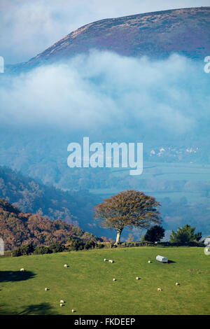 Colori autunnali in Aller Combe, Dunkery Beacon, Parco Nazionale di Exmoor, Somerset, Inghilterra, Regno Unito Foto Stock