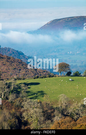 Colori autunnali in Aller Combe, Dunkery Beacon, Parco Nazionale di Exmoor, Somerset, Inghilterra, Regno Unito Foto Stock