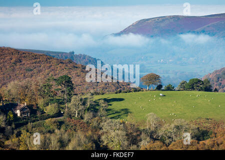 Colori autunnali in Aller Combe, Dunkery Beacon, Parco Nazionale di Exmoor, Somerset, Inghilterra, Regno Unito Foto Stock