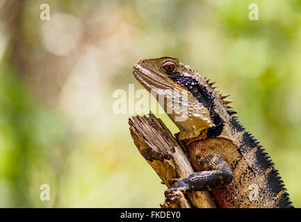 Acqua dragon (Intellagama lesueurii) appollaiate sul ramo Foto Stock