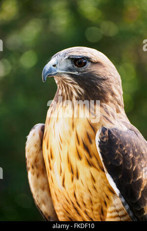 Ritratto di falco pellegrino (Falco peregrinus) Foto Stock