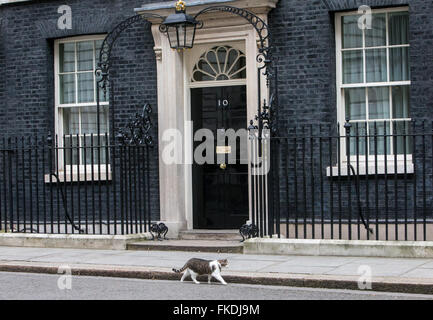 Larry di Downing street cat,Chief Mouser per l'Ufficio di gabinetto. Larry è un marrone e bianco tabby,presso la porta del numero 10 Foto Stock