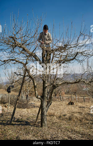 Senior agricoltore è salito in un albero di mele, fresare i rami Foto Stock