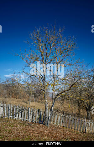 Un unico albero di noce cresciuto per la recinzione in un giardino Foto Stock