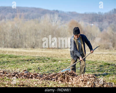 Senior agricoltore pulizia lascia morto da un frutteto di noce Foto Stock