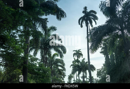 Basso angolo vista di alberi di palma contro sky, Trinidad, Trinidad e Tobago Foto Stock