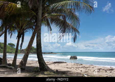 Palme sulla spiaggia tropicale, Trinidad e Tobago Foto Stock