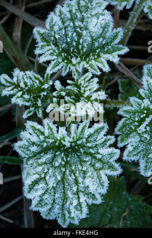 Un gelido inverno di mattina vicino a Milborne stoppino, Somerset, Inghilterra, Regno Unito Foto Stock