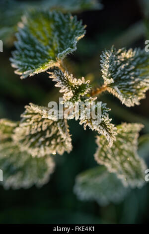 Un gelido inverno di mattina vicino a Milborne stoppino, Somerset, Inghilterra, Regno Unito Foto Stock