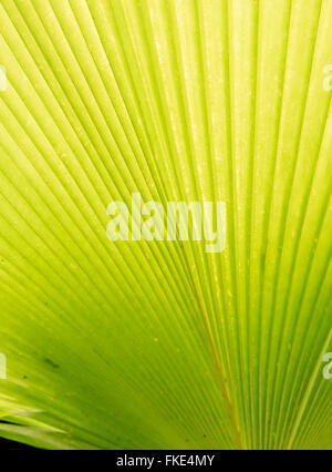 Full frame shot di verde di foglie di palma Foto Stock