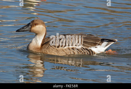 Swan Goose (Anser cygnoides) Foto Stock
