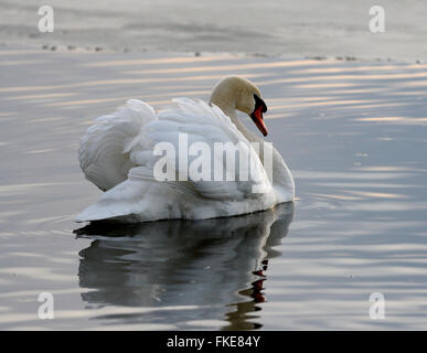 Bellissimo sfondo con il cigno nel lago al tramonto Foto Stock